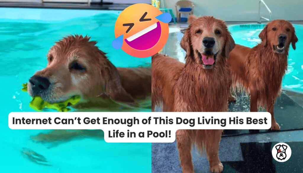 Internet Can’t Get Enough of This Dog Living His Best Life in a Pool ...