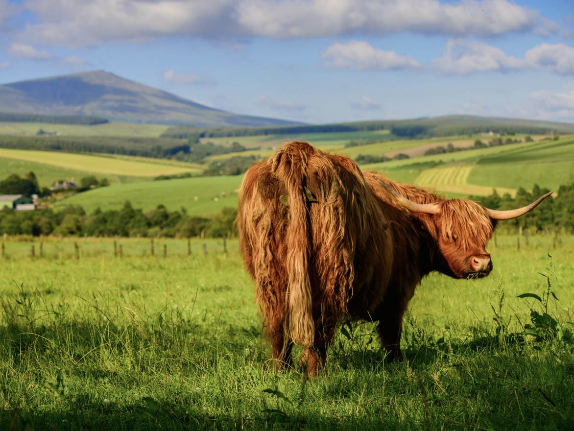 Highland cow grazing in Speyside with rolling hills and mountains in the background.