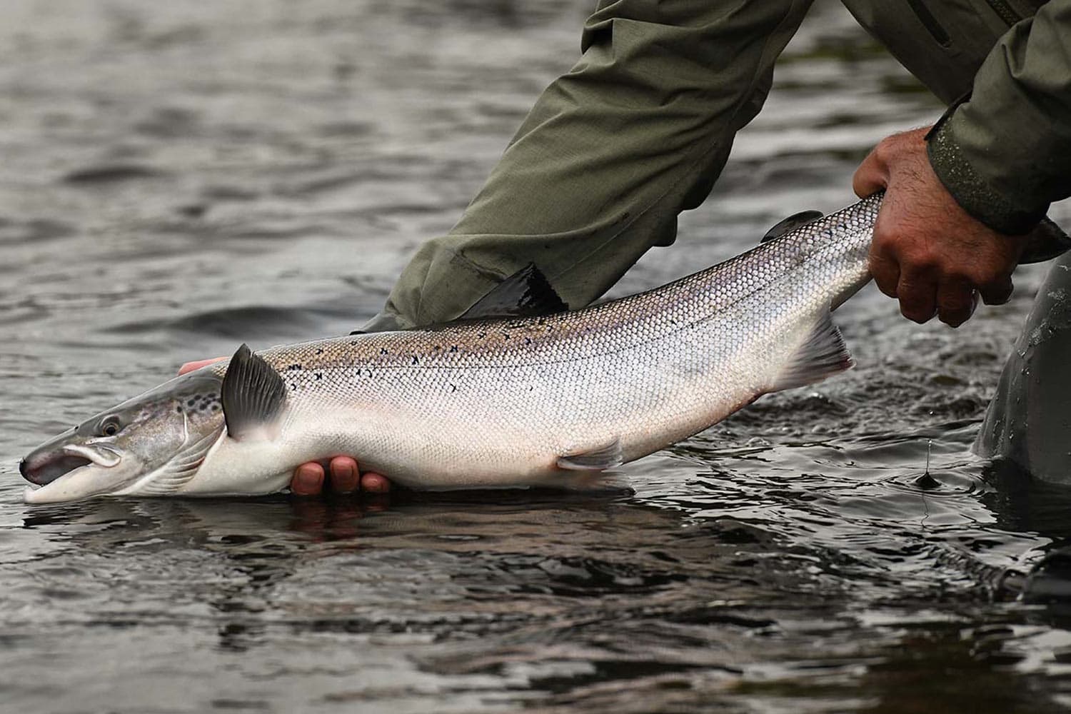 Alba Fishing and Touring. albagamefishing.com