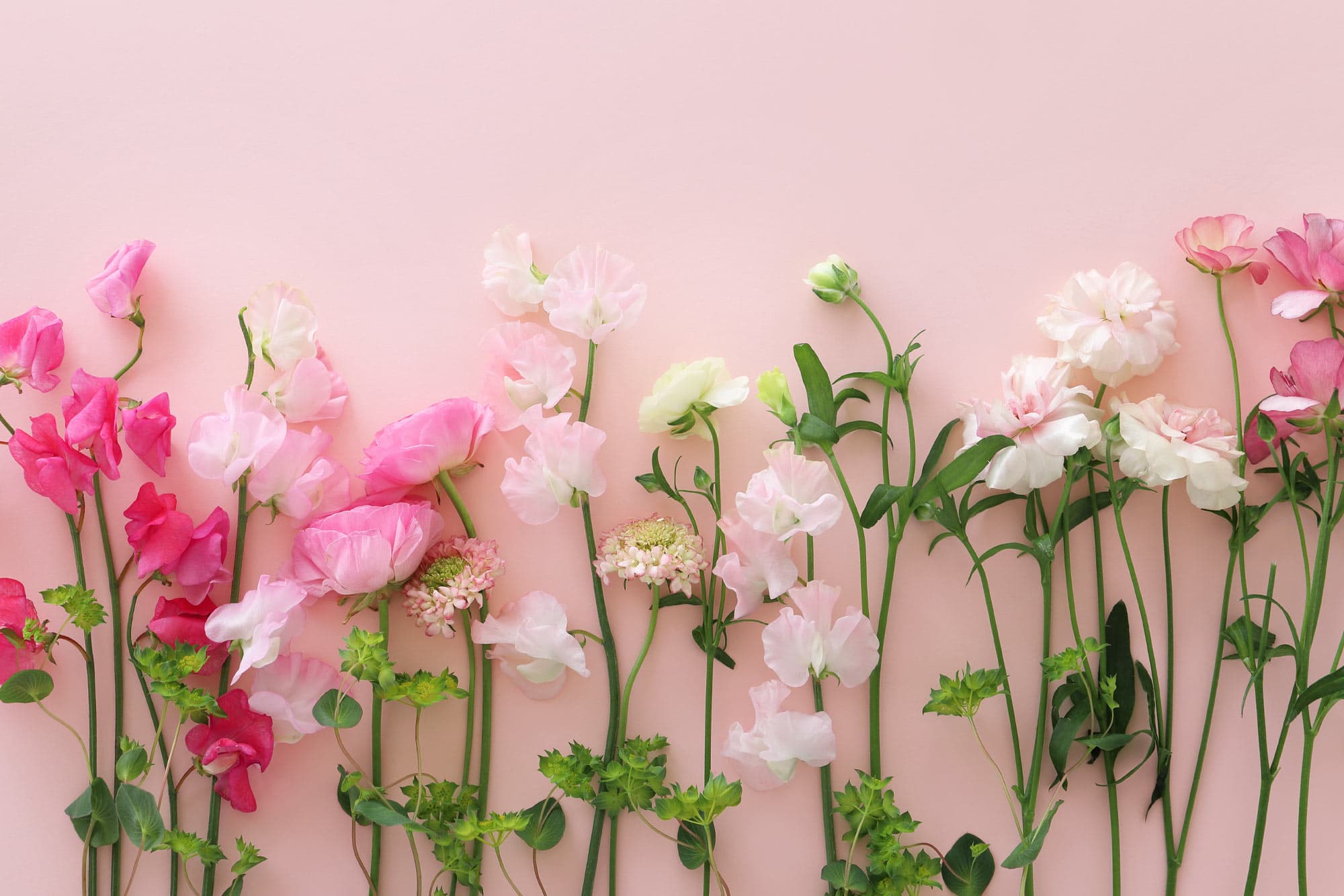 Beautiful pink and white sweet peas for Mothers Day at The Dowans Hotel, Speyside Moray.
