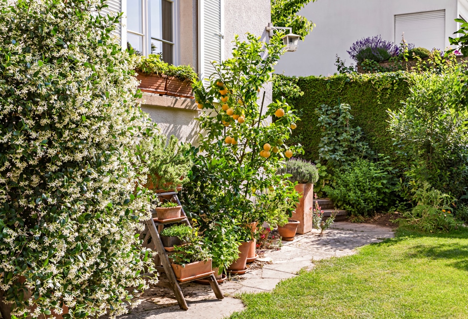 sunny garden stone pathway with ladder planter