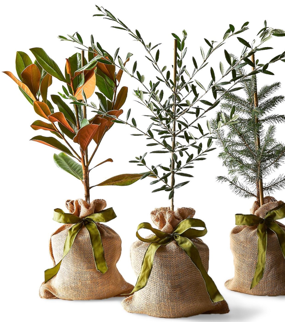 the magnolia company saplings