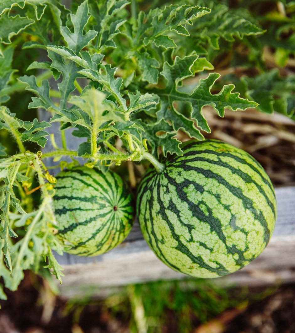 watermelons growing on vine