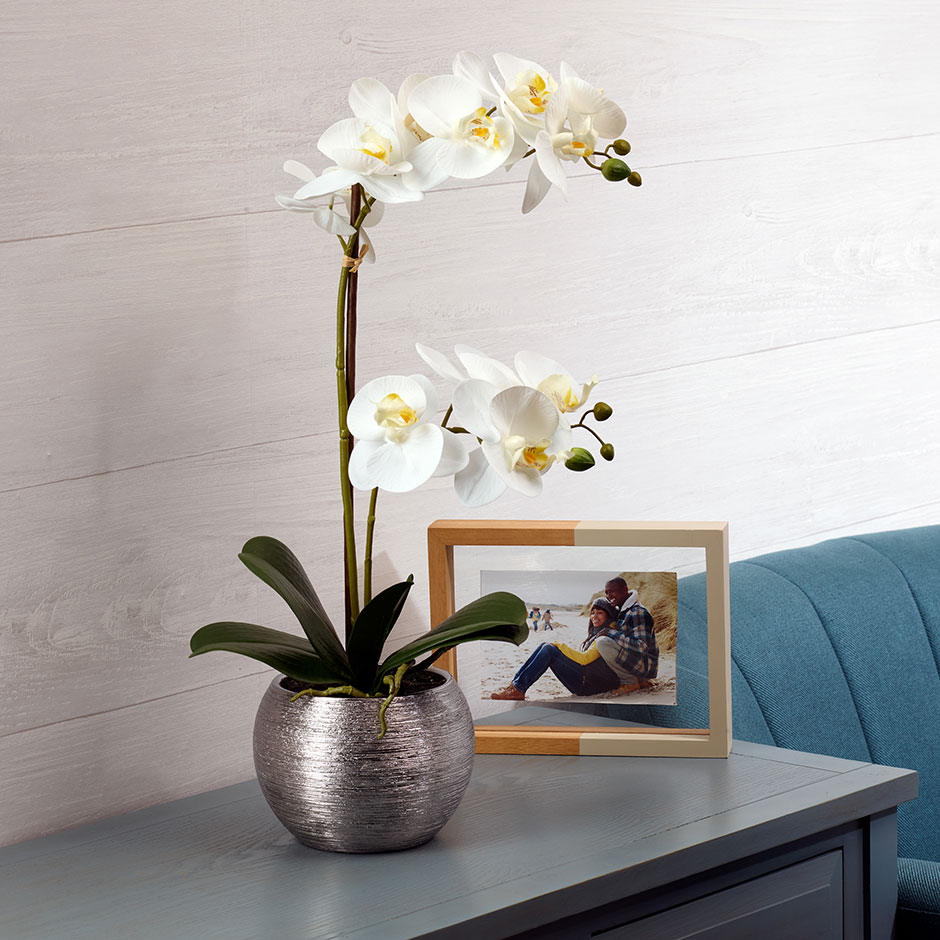 orchid