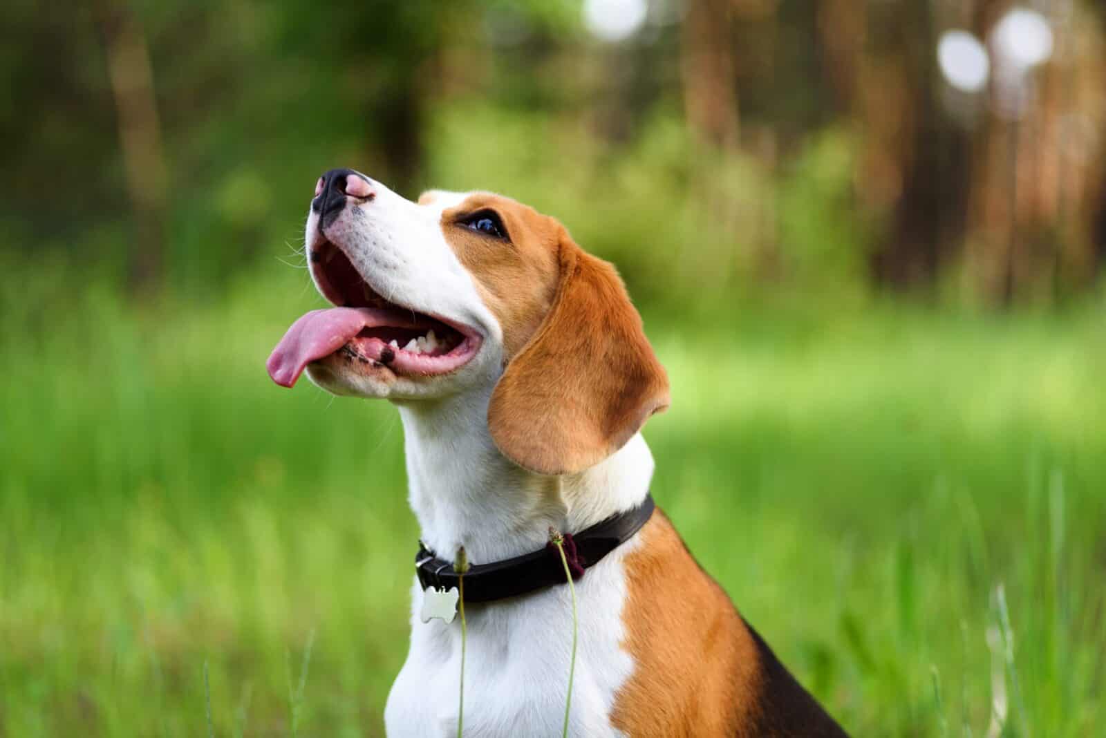 Happy beagle dog sitting outdoors with its tongue out, enjoying the fresh air