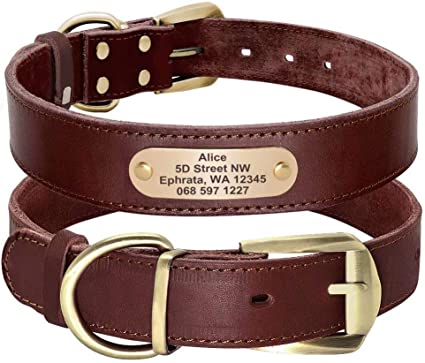 A personalized brown leather pet collar with gold hardware and a custom nameplate featuring the pet's name, address, and contact information