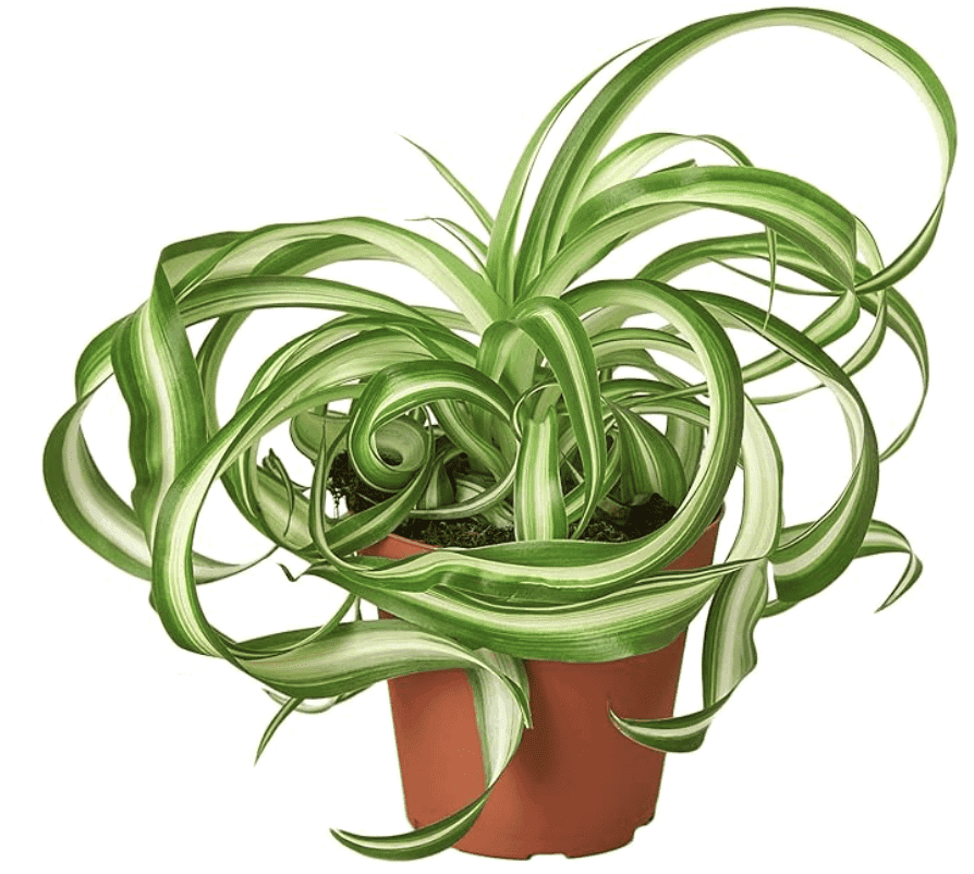 “Bonnie” Spider Plant
