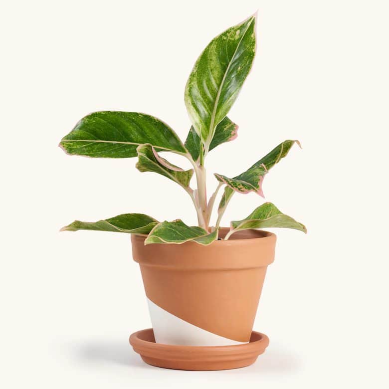 Green potted plant with variegated leaves in a terracotta pot with a white geometric design