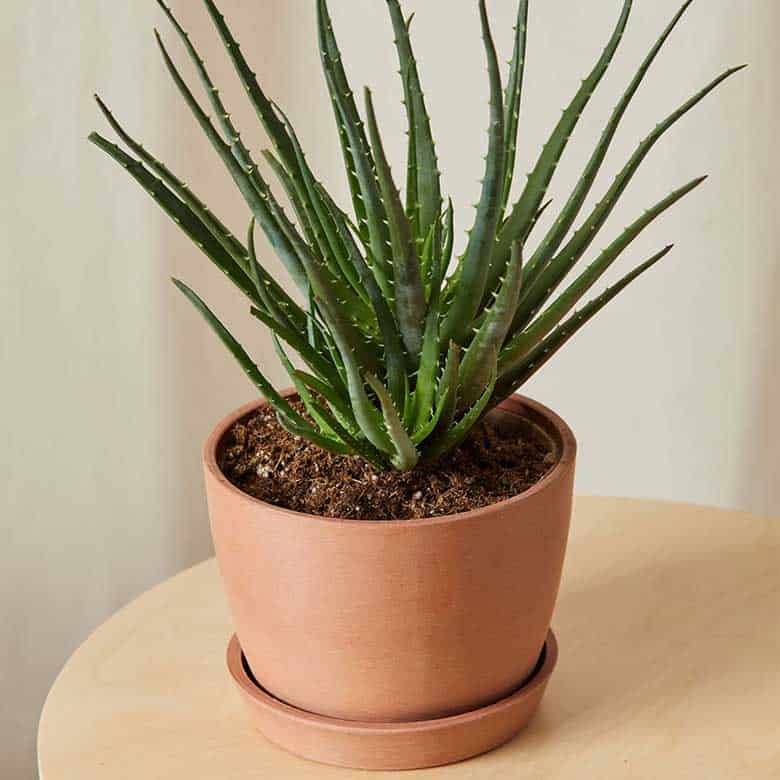 Aloe vera plant in a terracotta pot on a wooden table