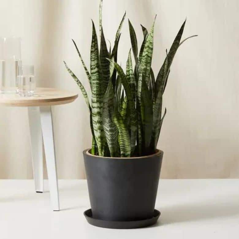 Snake plant in a matte black pot on a white surface next to a wooden table