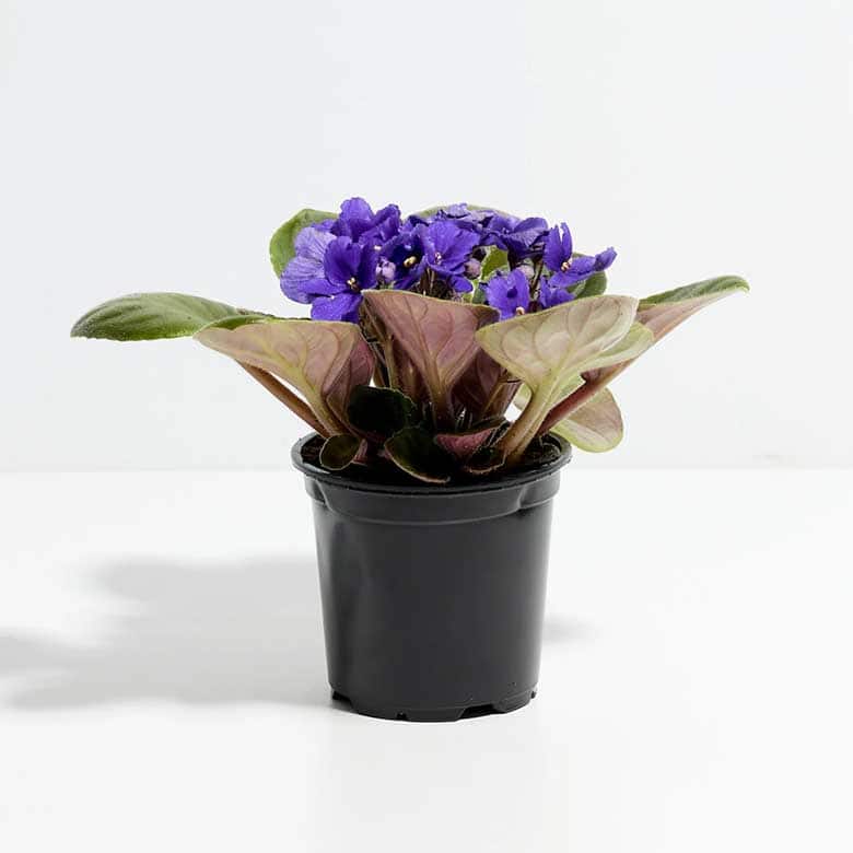 Small potted African violet with purple flowers and green leaves in a black plastic pot