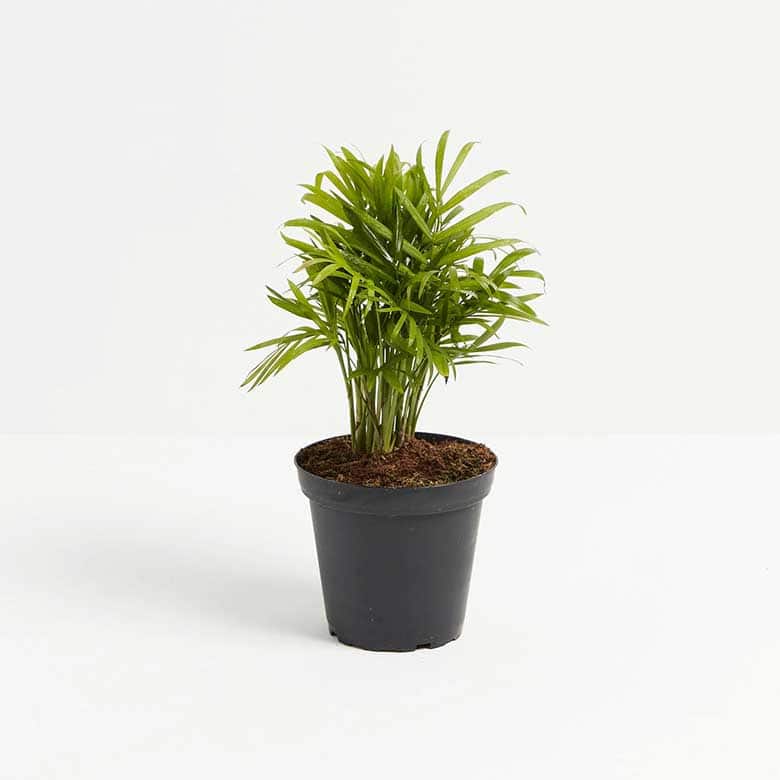 Small potted palm plant in a black container