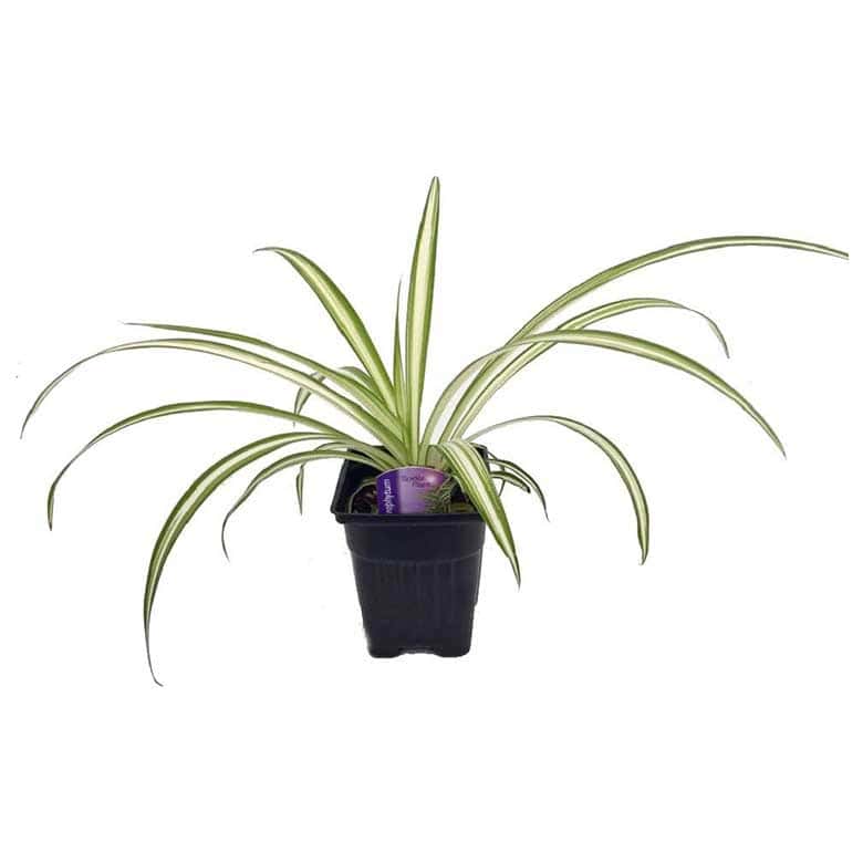 spider plant