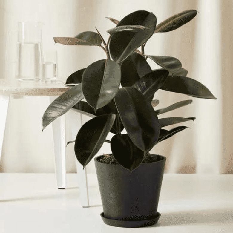 Rubber plant in a black pot placed on a white surface