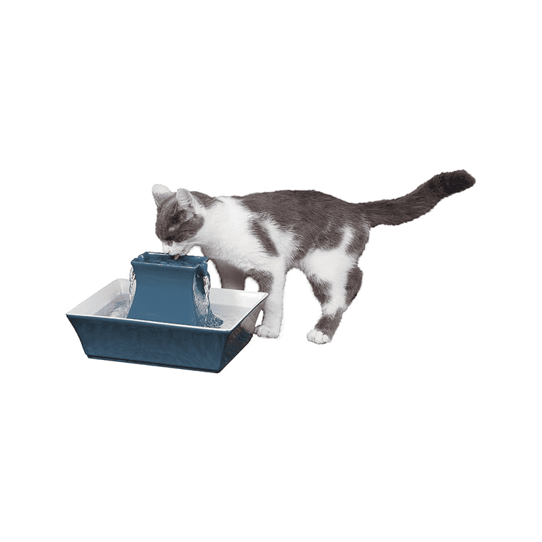Gray and white cat drinking from a blue ceramic pet water fountain