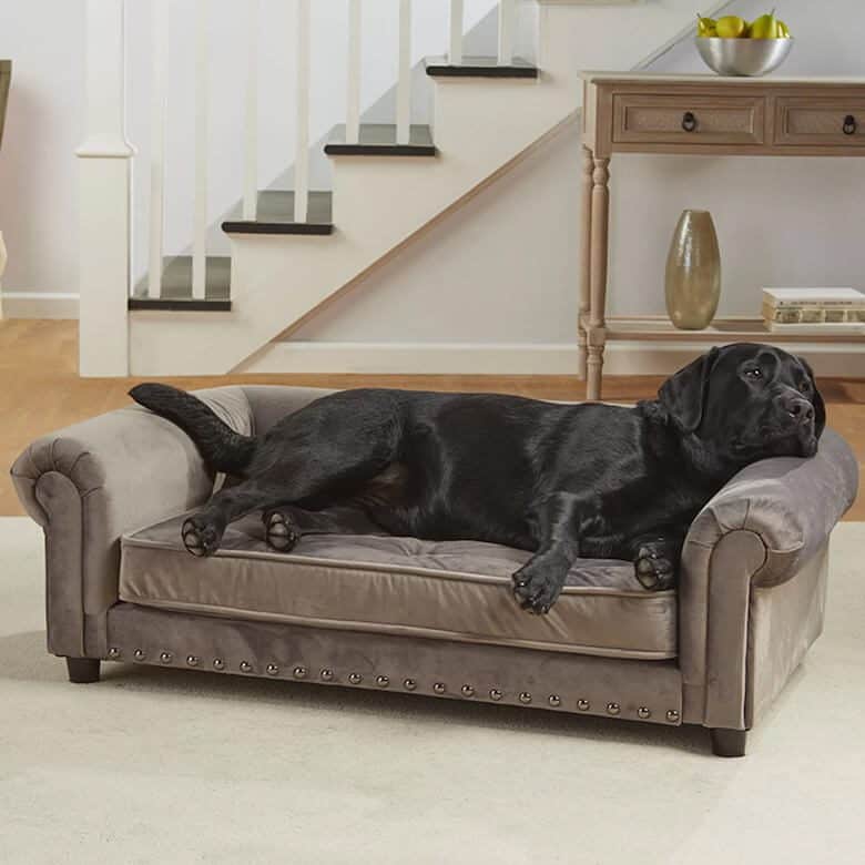 dog on pet couch
