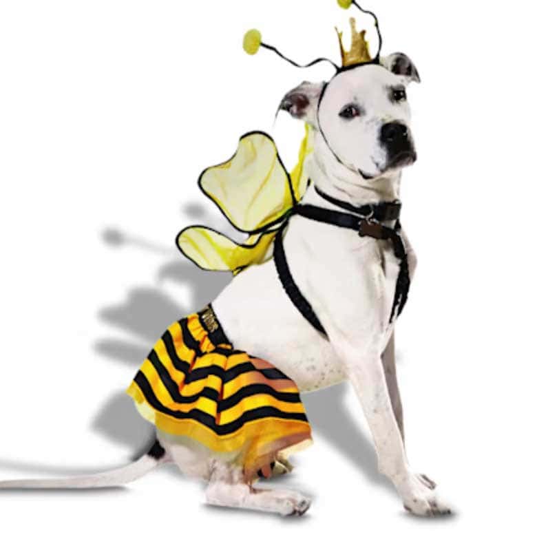 dog halloween costume
