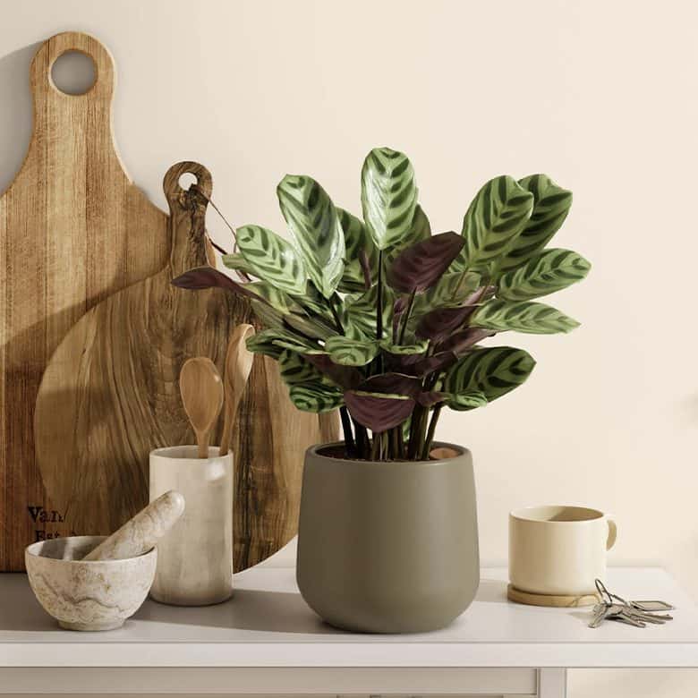 Easyplant Marxii Calathea