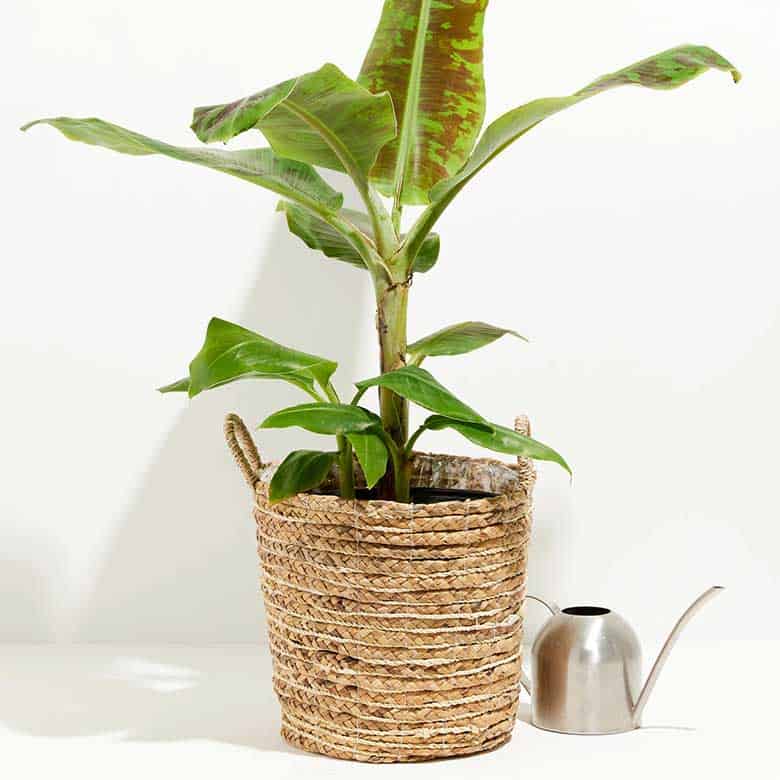 banana tree