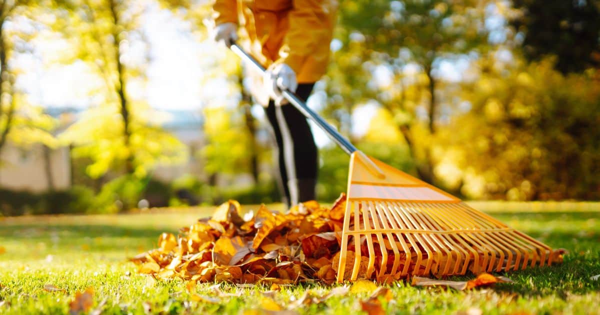 8 Best Leaf Rakes for Fall 2024