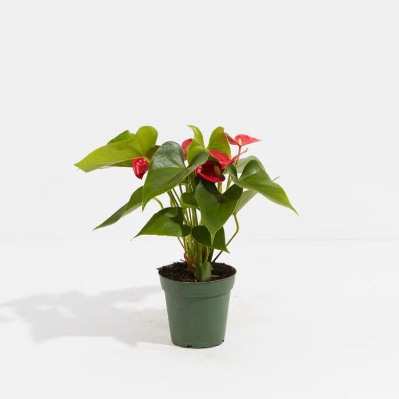 Flamingo Flower