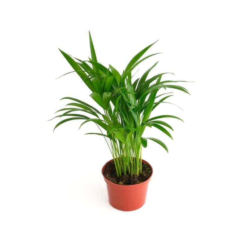 areca palm plant