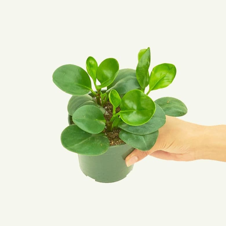 Baby Rubber Plant