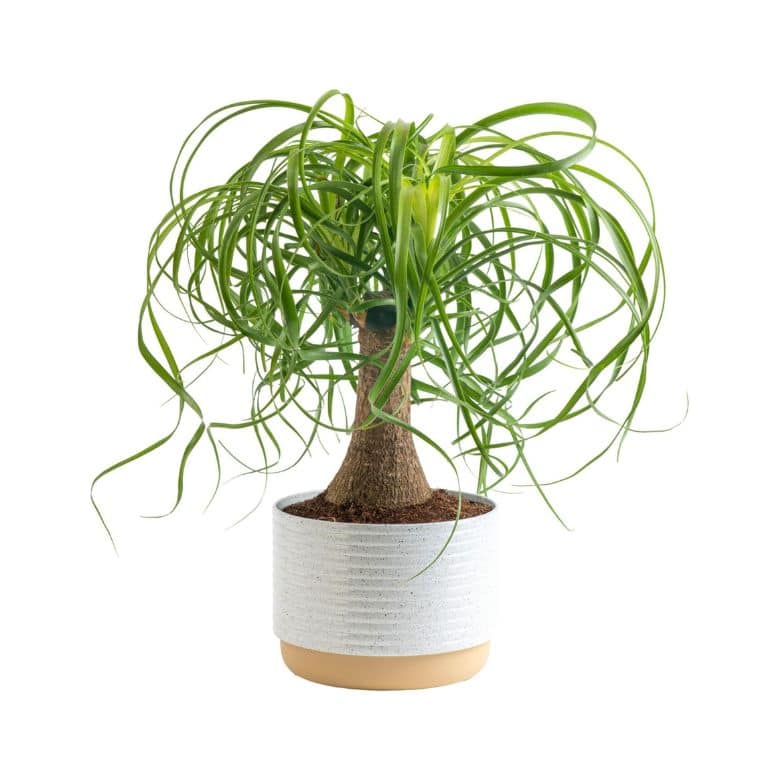 Ponytail Palm Bonsai