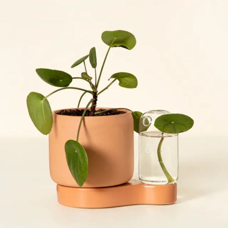 Self-Watering Terracotta Planter & Propagation Station