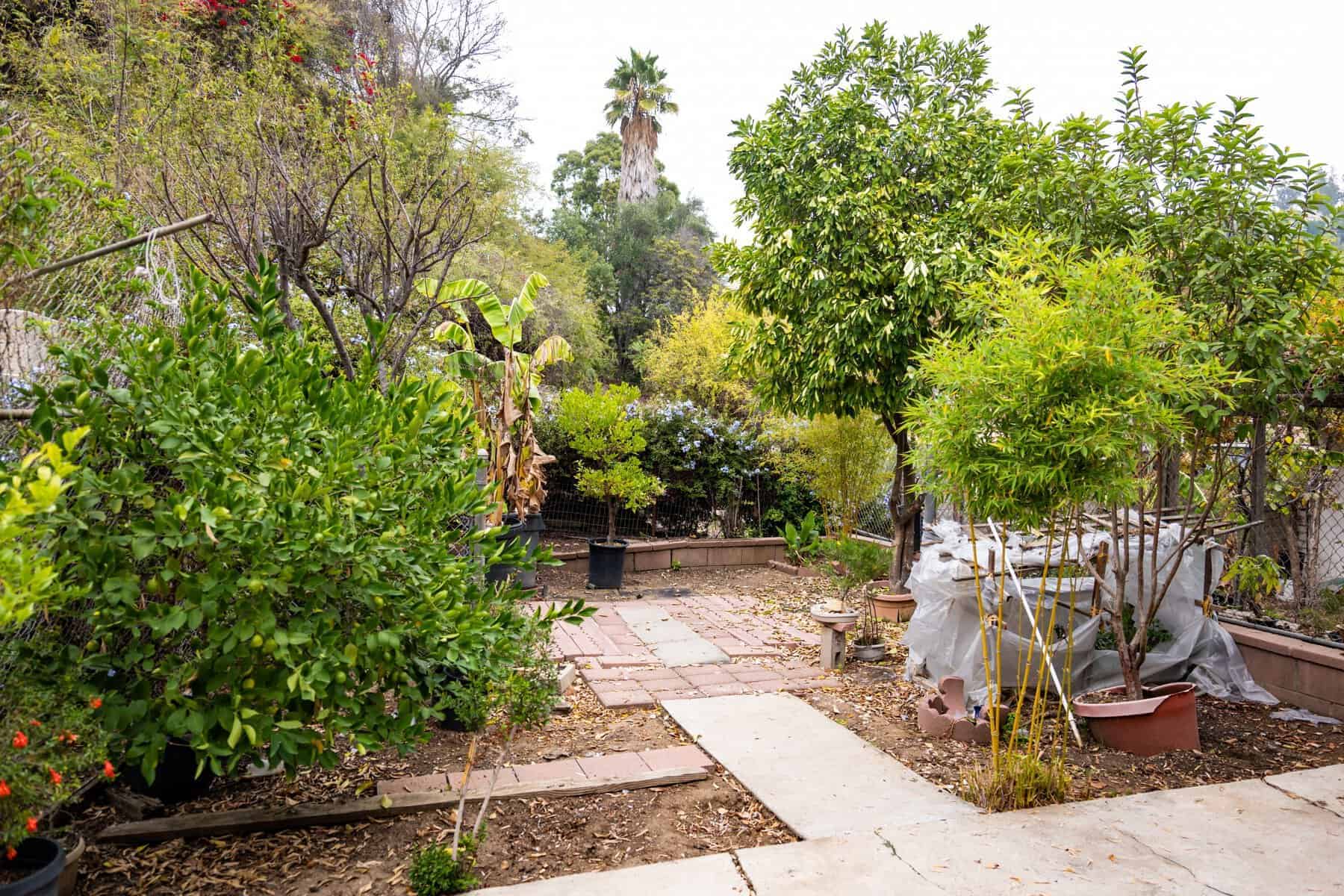 Backyard garden with stone path, potted trees, and dense greenery