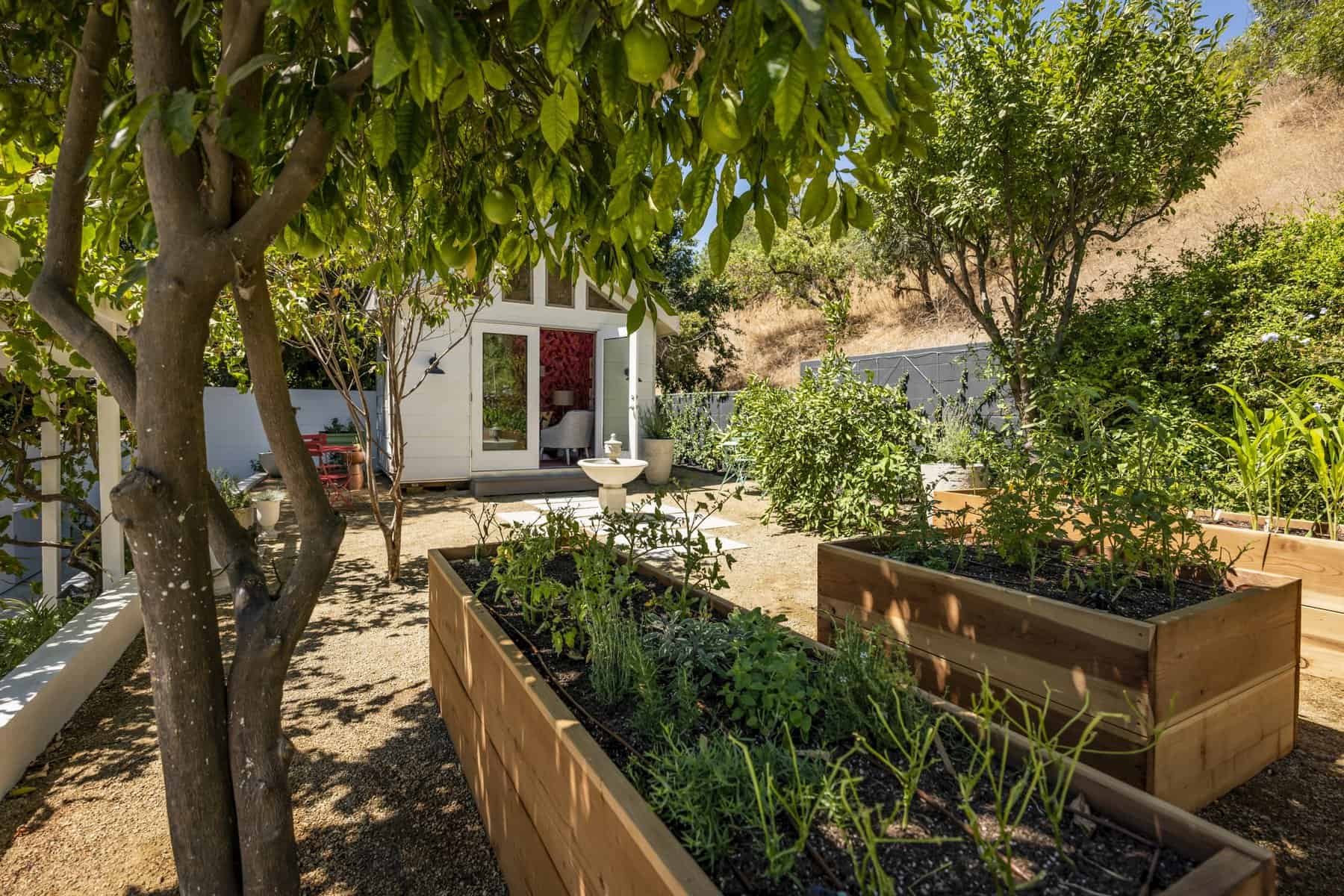 Lush backyard garden with raised wooden planters lemon tree and small white guest house