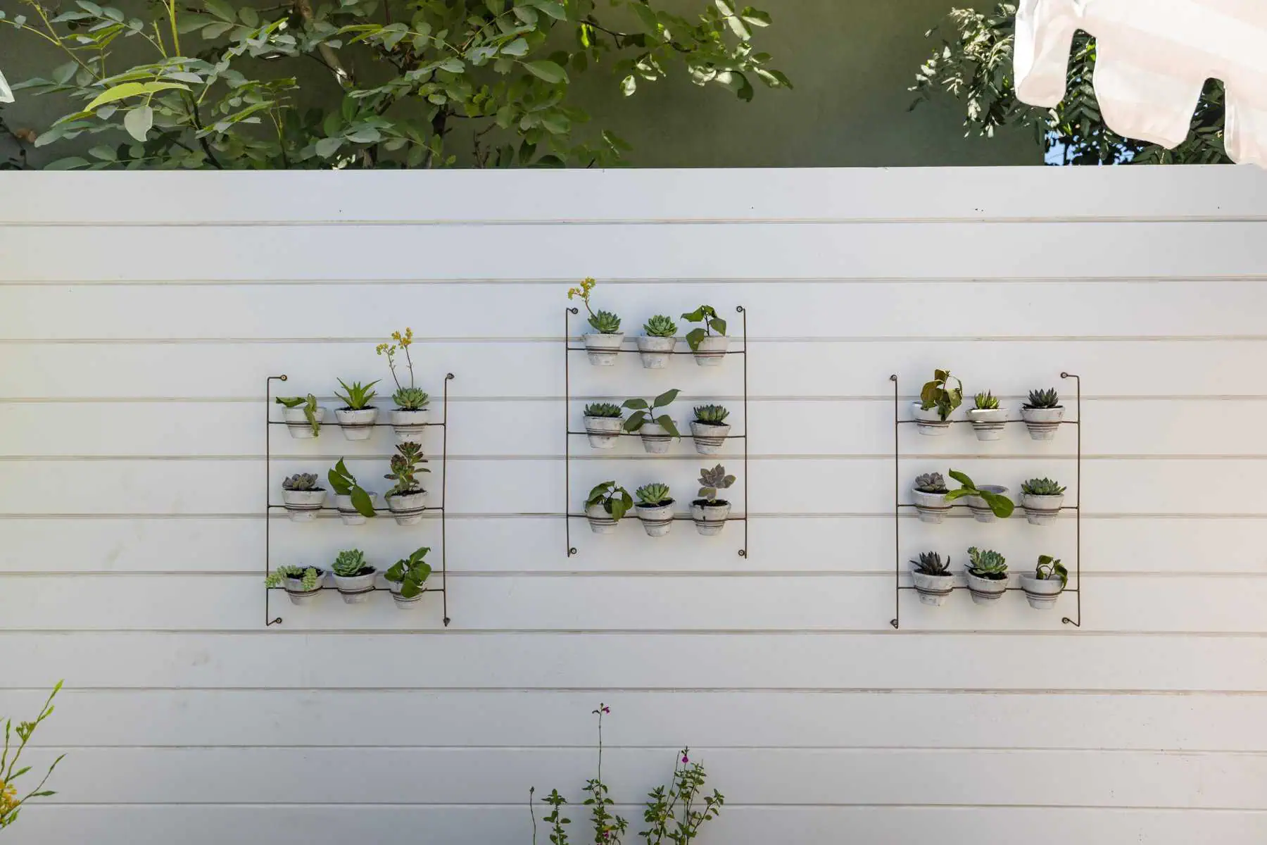 Succulent wall planters mounted on a white slatted fence with greenery above