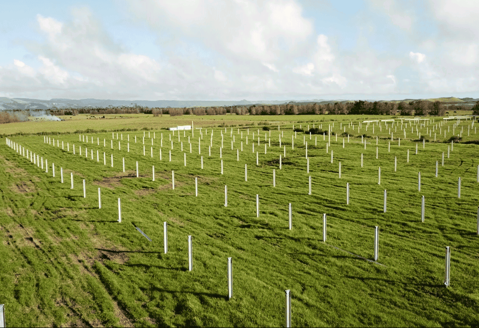 Drillco NZ provides irrigation solutions for agricultural industries in New Zealand. Kaitaia Piles
