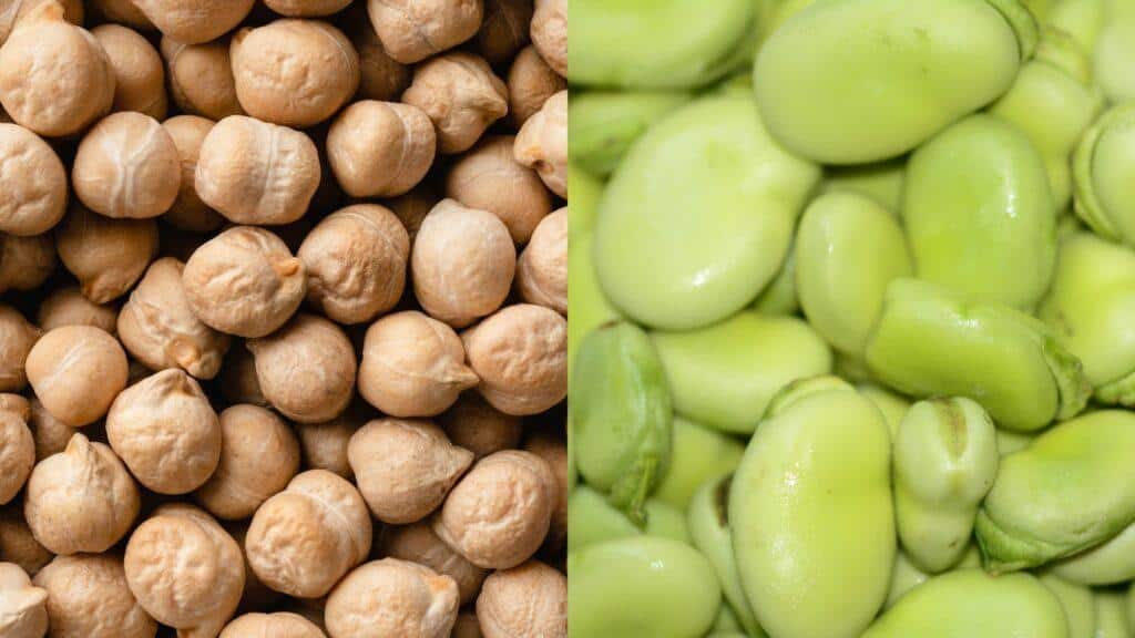 chickpea and fava