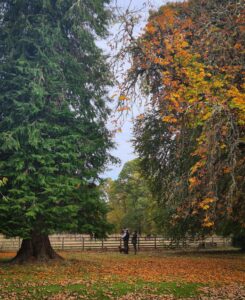 1. Autumn trees at Erchless Castle Estate in Scotland.