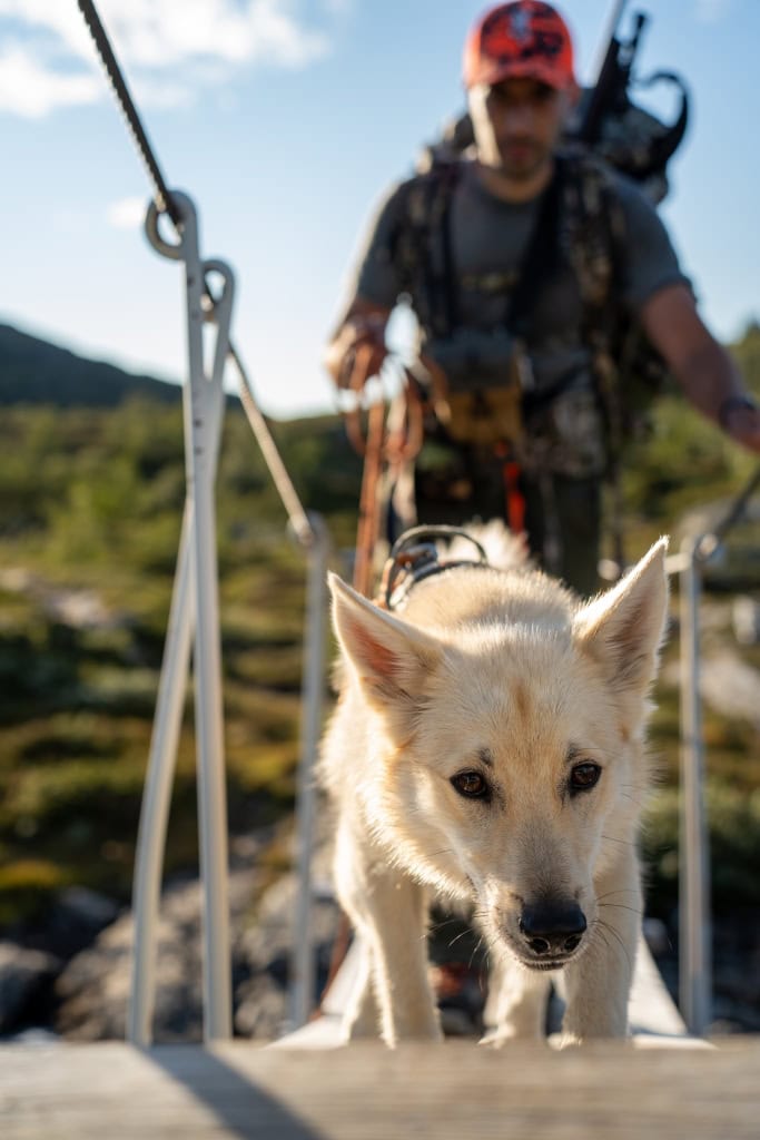 Norsk buhund på tur
