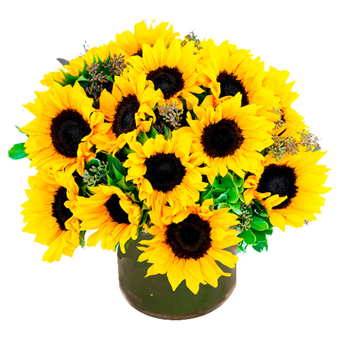 Hermosos-Girasoles_Flores Cali es Cali