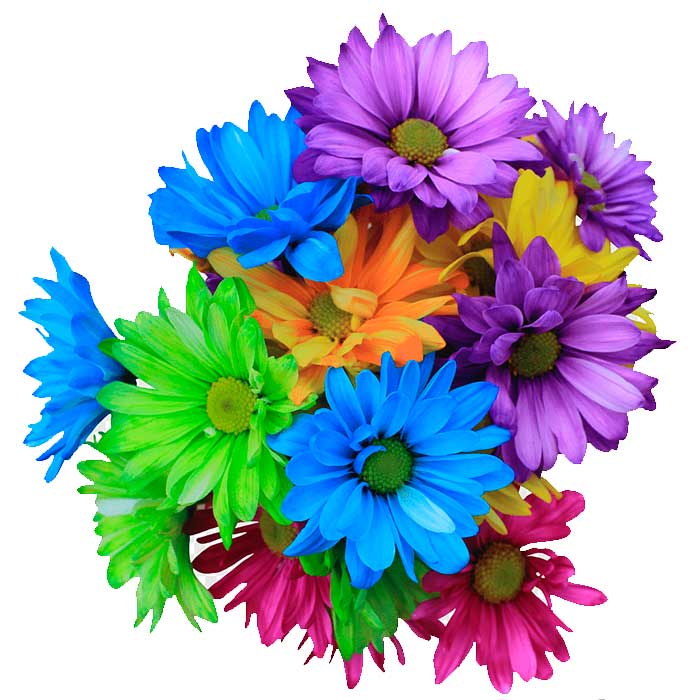 Ramo-Margaritas-De-Colores_flores-cali-es-cali