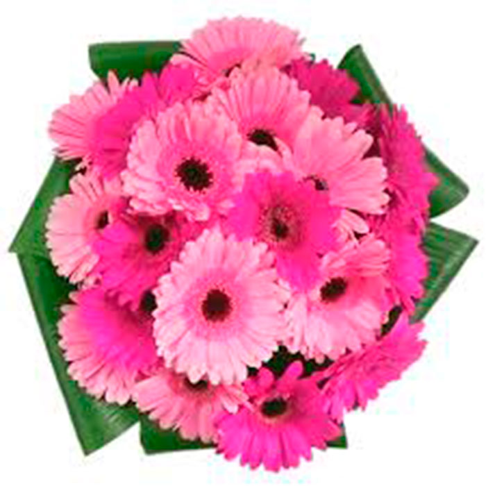 gerberas-Rosadas-Cali_Flores cali es cali