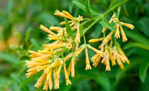 Caballero-de-la-noche-Flor-Colombiana