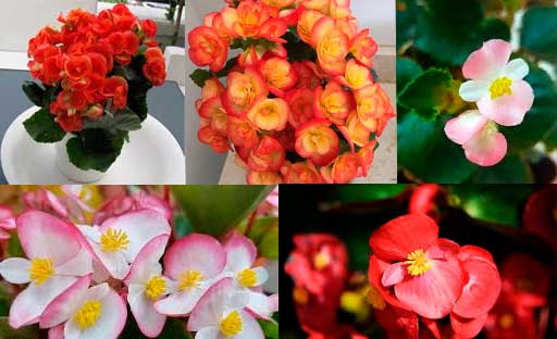flor-zapatos-de-frailer-Flores-Colombia