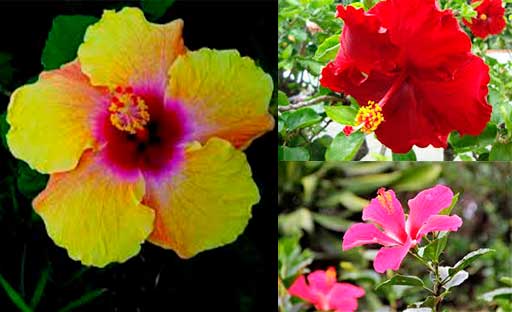 Flor-Cayena-Flores-Colombianas