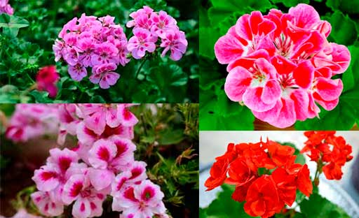 Flor-Gerenio-Flores-Colombianas