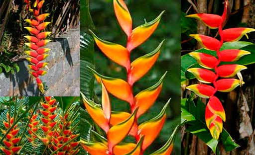 Flor-de-Heliconia-Flores-Colombia