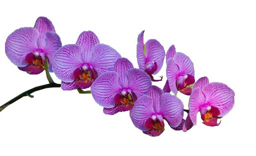 Orquidea-Flor-Colombiana