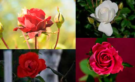 Rosa-de-concepcion-Flores-Colombianas