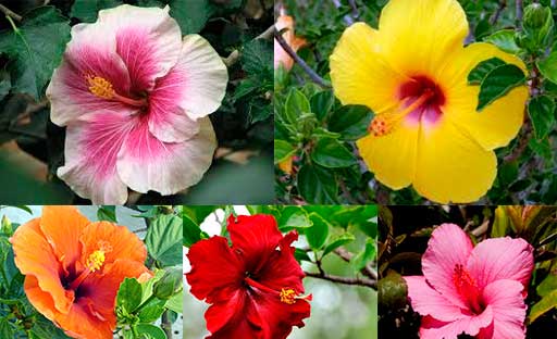 San-Joaquin-Flor-Colombiana