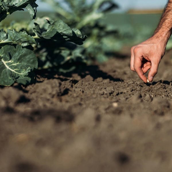 Humanity Needs CHD-FA