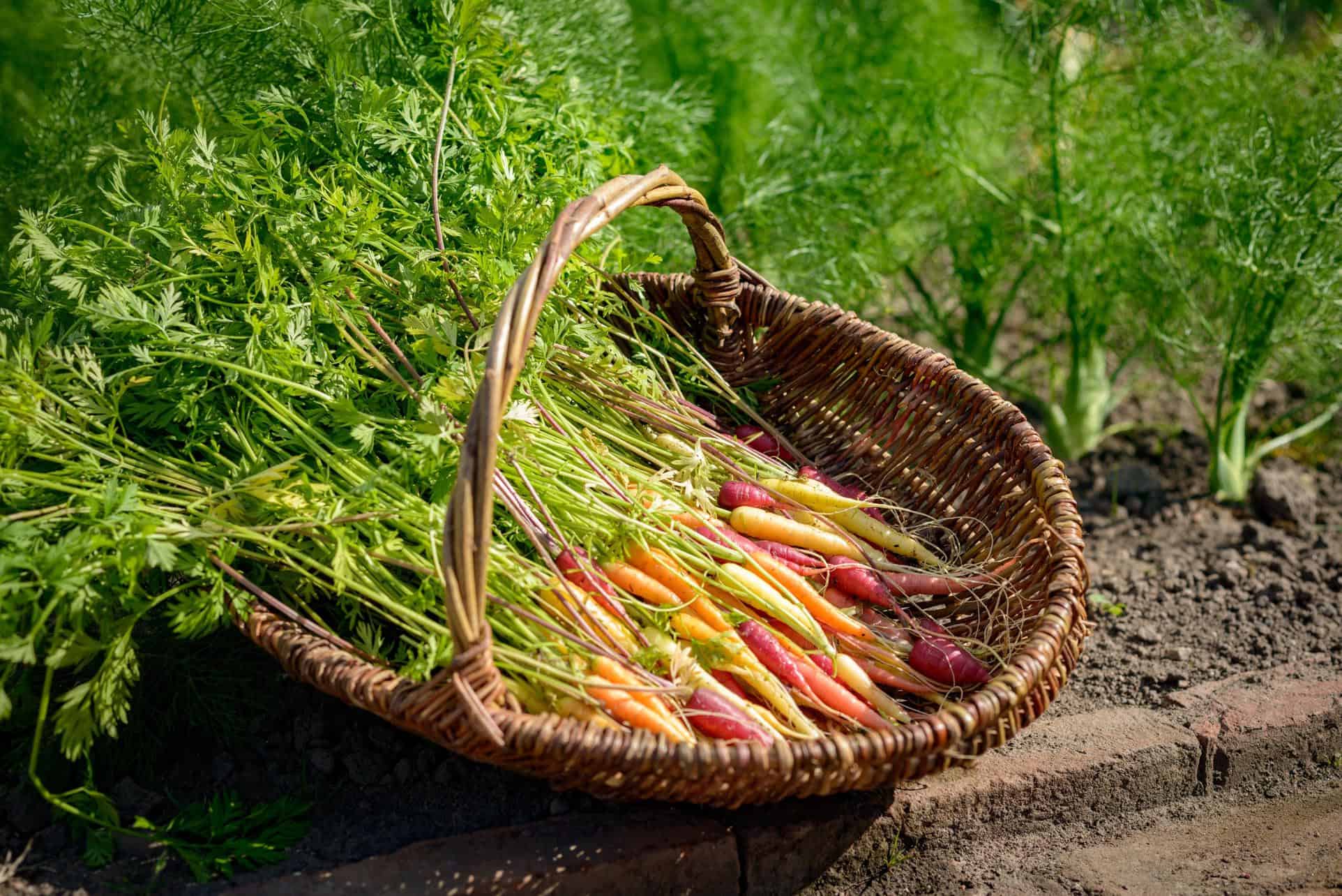 A basket of freshly picked carrots in yellow, orange and purple shades rests on soil in Gordon Castle Walled Garden.