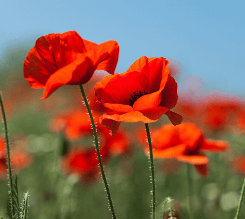Remembrance Sunday